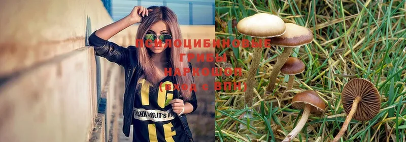 Галлюциногенные грибы Magic Shrooms  закладка  площадка как зайти  Кыштым 